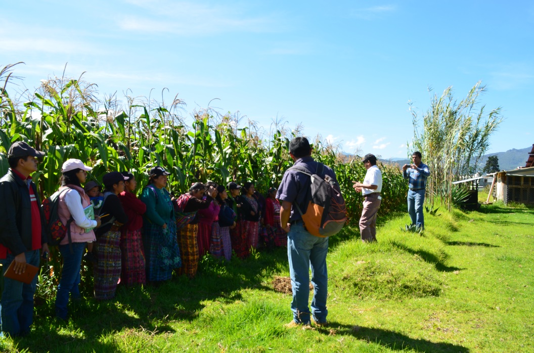 Día de campo en maíces nativos del altiplano